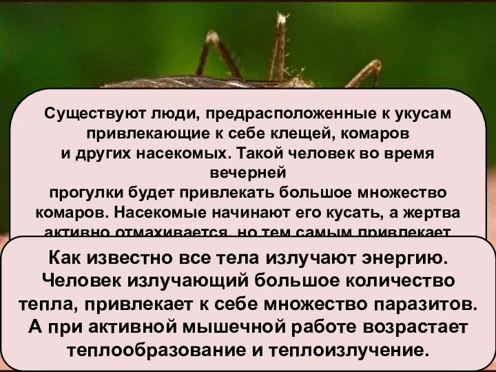 Существуют люди, предрасположенные к укусам привлекающие к себе клещей, комаров и