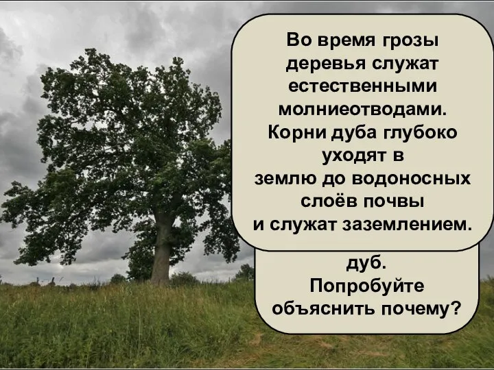 В грозу во время дождя и молнии нельзя прятаться под деревьями.