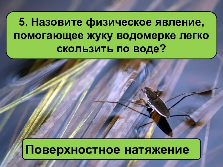 5. Назовите физическое явление, помогающее жуку водомерке легко скользить по воде? Поверхностное натяжение