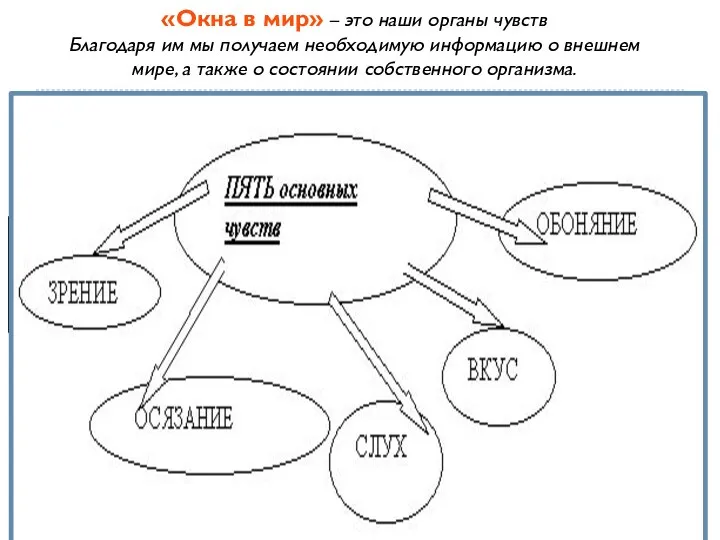 «Окна в мир» – это наши органы чувств Благодаря им мы