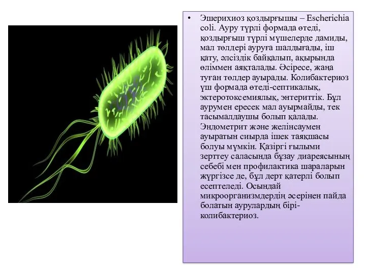 Эшерихиоз қоздырғышы – Escherichia coli. Ауру түрлі формада өтеді, қоздырғыш түрлі