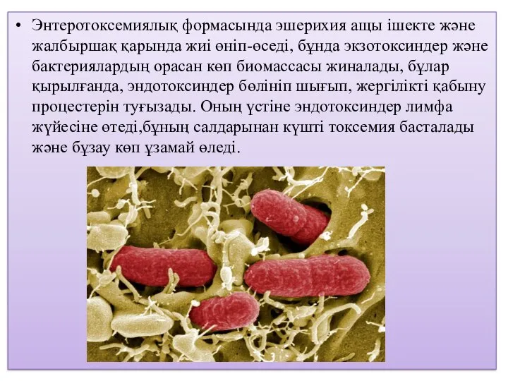 Энтеротоксемиялық формасында эшерихия ащы ішекте және жалбыршақ қарында жиі өніп-өседі, бұнда