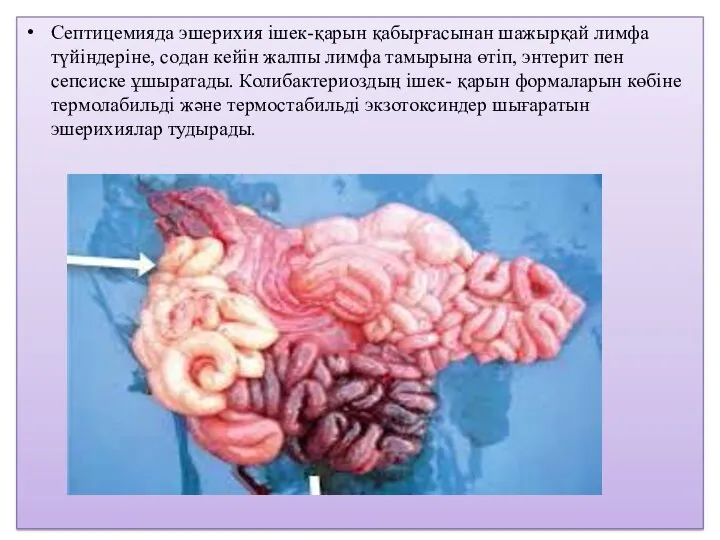 Септицемияда эшерихия ішек-қарын қабырғасынан шажырқай лимфа түйіндеріне, содан кейін жалпы лимфа