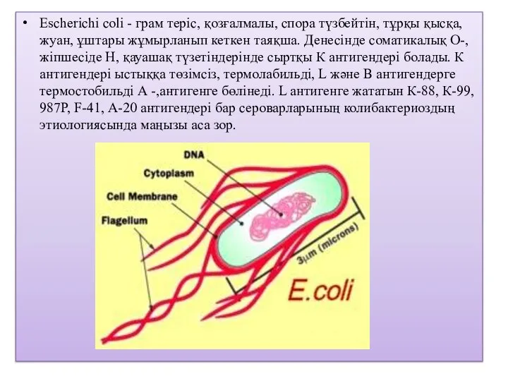 Escherichi coli - грам теріс, қозғалмалы, спора түзбейтін, тұрқы қысқа, жуан,