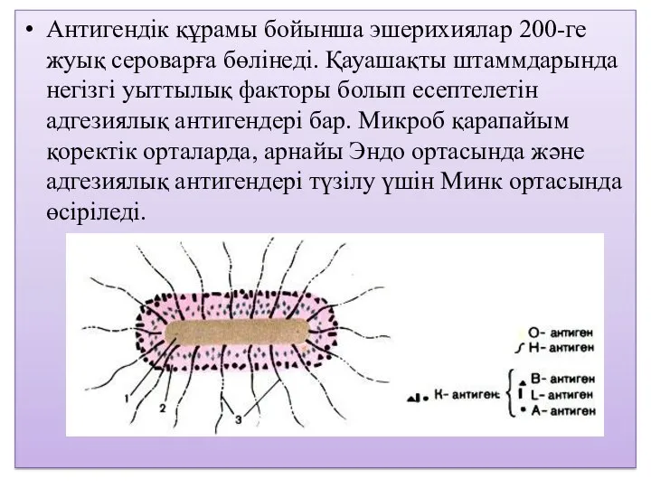 Антигендік құрамы бойынша эшерихиялар 200-ге жуық сероварға бөлінеді. Қауашақты штаммдарында негізгі