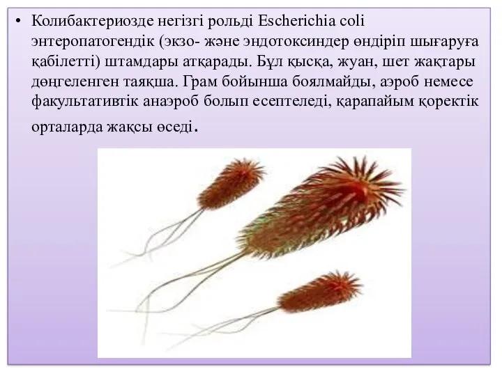 Колибактериозде негізгі рольді Escherichia coli энтеропатогендік (экзо- және эндотоксиндер өндіріп шығаруға