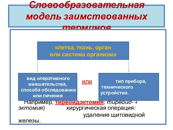 Словообразовательная модель заимствованных терминов или Например, тиреоидэктомия: тиреоид- + эктомия) хирургическая