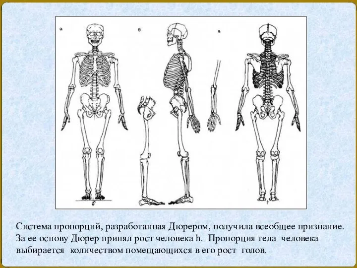 Система пропорций, разработанная Дюрером, получила всеобщее признание. За ее основу Дюрер