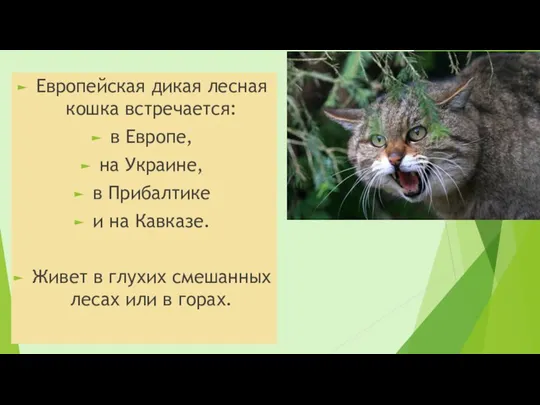 Европейская дикая лесная кошка встречается: в Европе, на Украине, в Прибалтике