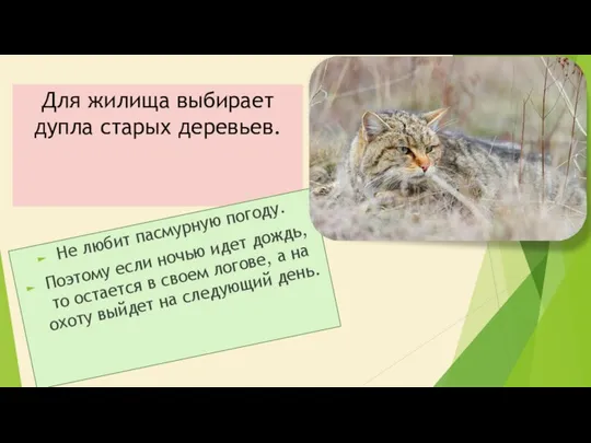 Для жилища выбирает дупла старых деревьев. Не любит пасмурную погоду. Поэтому