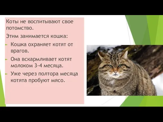 Коты не воспитывают свое потомство. Этим занимается кошка: Кошка охраняет котят