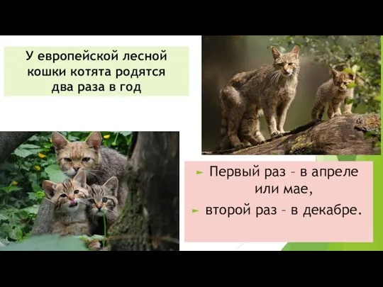 У европейской лесной кошки котята родятся два раза в год Первый