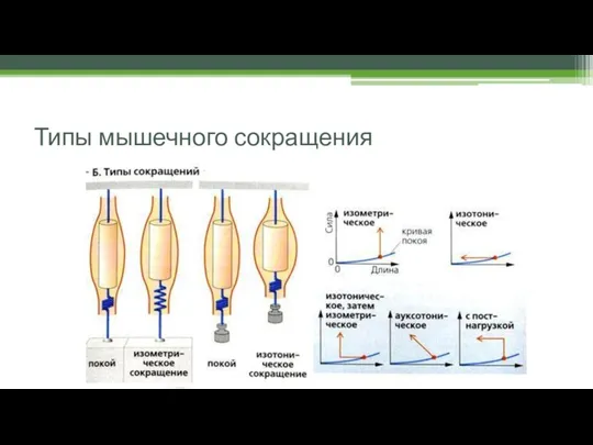 Типы мышечного сокращения