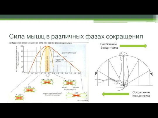 Сила мышц в различных фазах сокращения Сокращение Концентрика Растяжение Эксцентрика