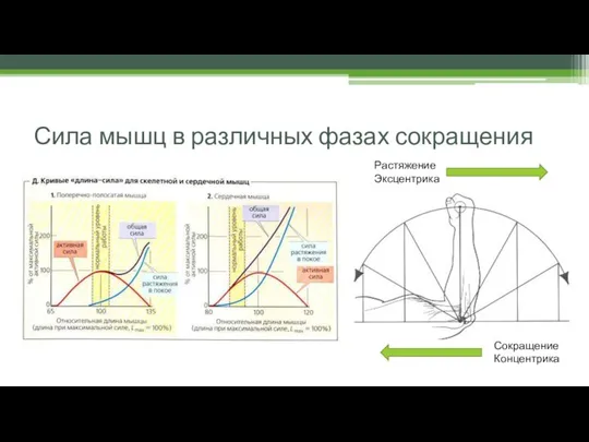 Сила мышц в различных фазах сокращения Сокращение Концентрика Растяжение Эксцентрика