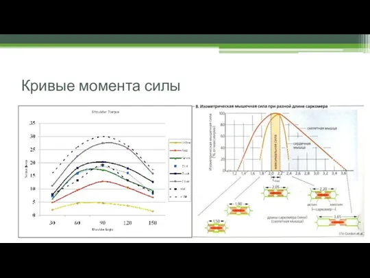 Кривые момента силы