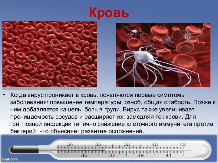 Кровь Когда вирус проникает в кровь, появляются первые симптомы заболевания: повышение