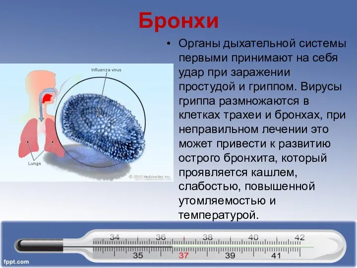 Бронхи Органы дыхательной системы первыми принимают на себя удар при заражении