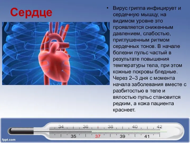 Сердце Вирус гриппа инфицирует и сердечную мышцу, на видимом уровне это