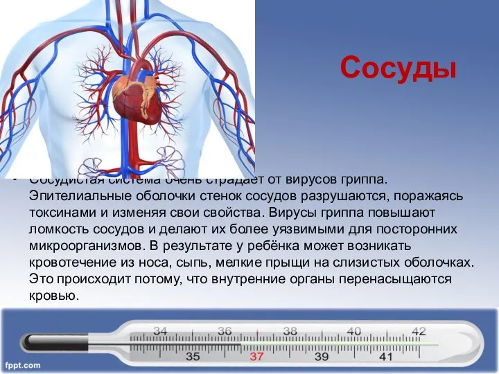 Сосуды Сосудистая система очень страдает от вирусов гриппа. Эпителиальные оболочки стенок