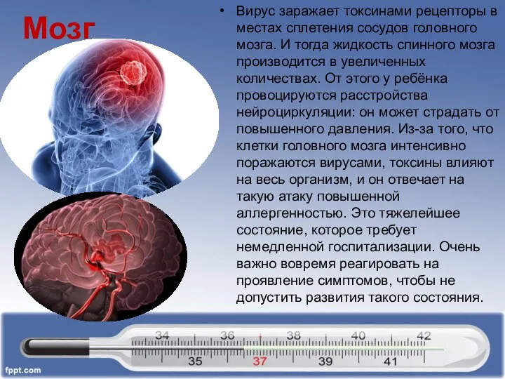 Мозг Вирус заражает токсинами рецепторы в местах сплетения сосудов головного мозга.