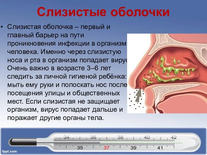 Слизистые оболочки Слизистая оболочка – первый и главный барьер на пути