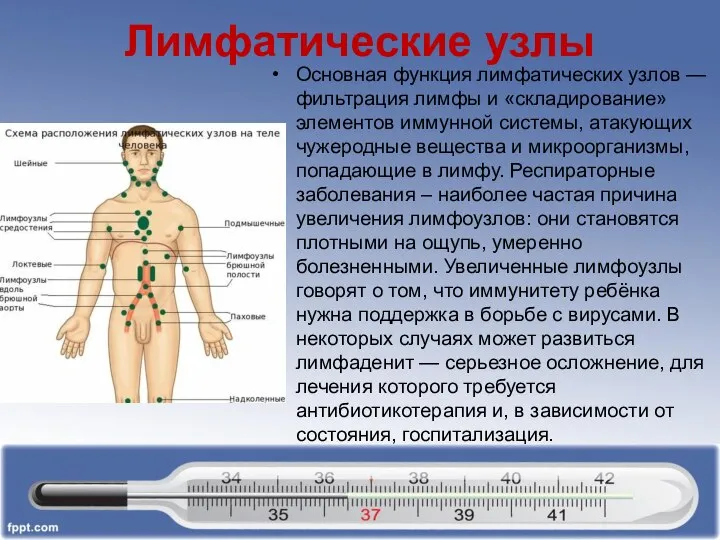 Лимфатические узлы Основная функция лимфатических узлов — фильтрация лимфы и «складирование»