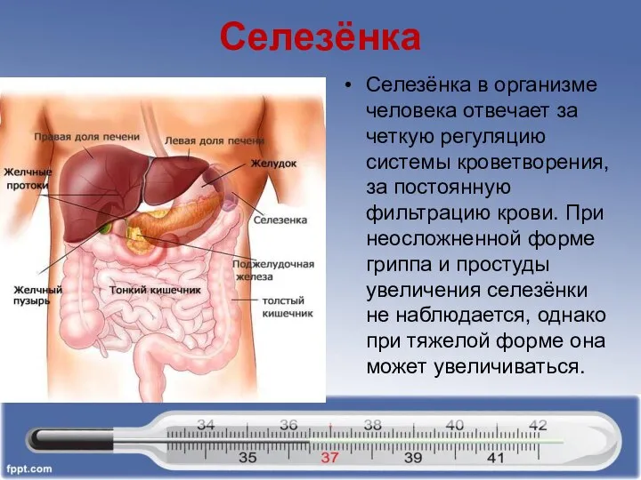 Селезёнка Селезёнка в организме человека отвечает за четкую регуляцию системы кроветворения,