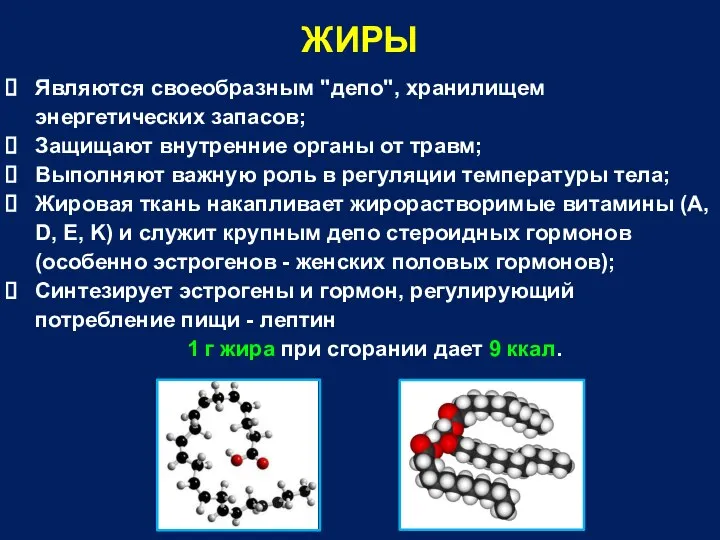 ЖИРЫ Являются своеобразным "депо", хранилищем энергетических запасов; Защищают внутренние органы от