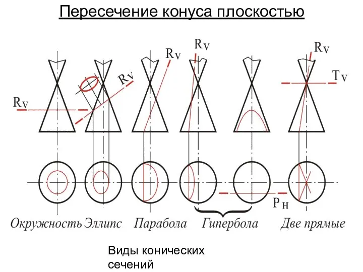 Пересечение конуса плоскостью Виды конических сечений