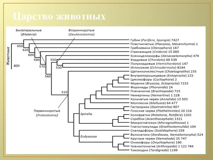 Царство животных