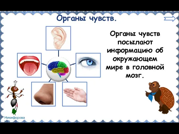 Органы чувств посылают информацию об окружающем мире в головной мозг. Органы чувств.