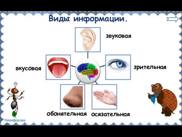 Виды информации. звуковая зрительная осязательная обонятельная вкусовая