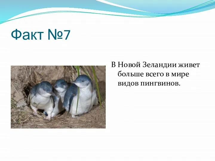 Факт №7 В Новой Зеландии живет больше всего в мире видов пингвинов.