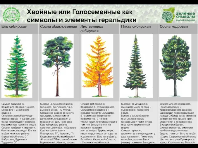 Хвойные или Голосеменные как символы и элементы геральдики