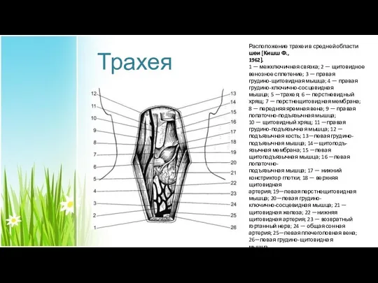 Трахея Расположение трахеи в средней области шеи [Кишш Ф., 1962]. 1