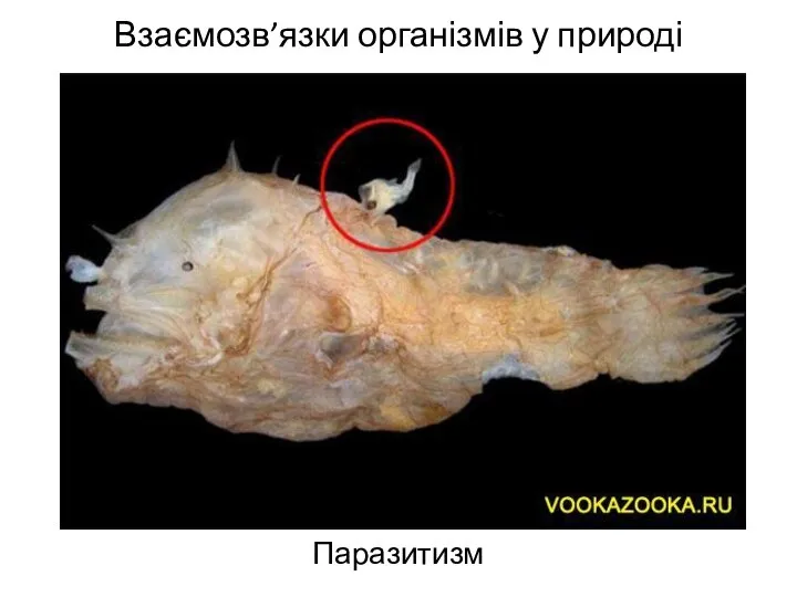 Взаємозв’язки організмів у природі Паразитизм