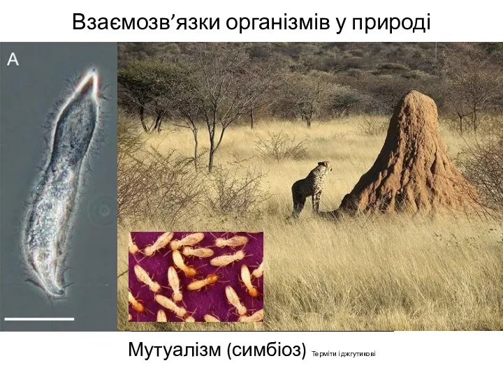 Взаємозв’язки організмів у природі Мутуалізм (симбіоз) Терміти і джгутикові