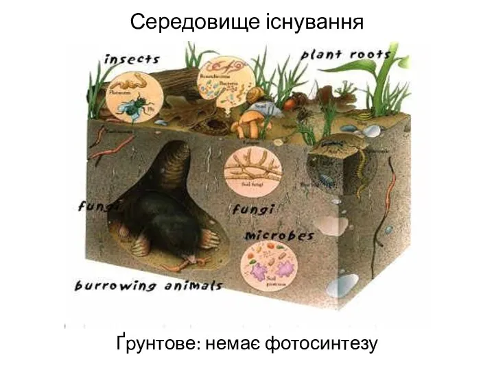 Середовище існування Ґрунтове: немає фотосинтезу