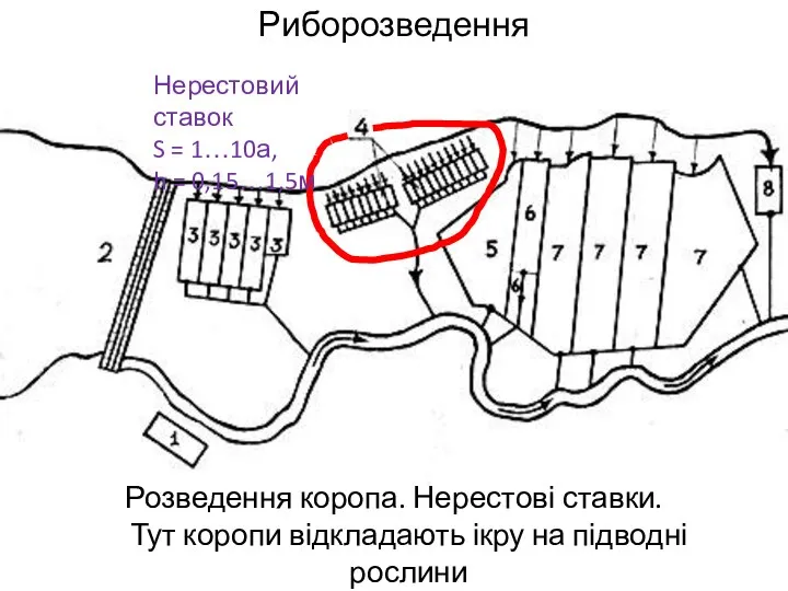 Риборозведення Розведення коропа. Нерестові ставки. Тут коропи відкладають ікру на підводні