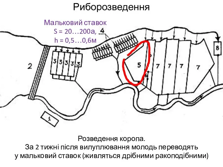 Риборозведення Розведення коропа. За 2 тижні після вилуплювання молодь переводять у