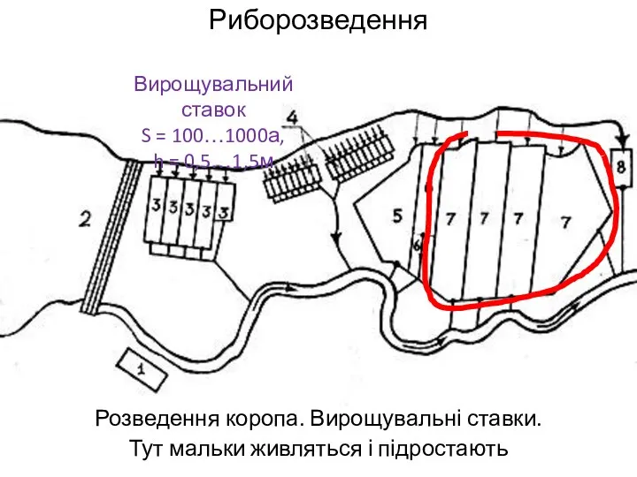 Риборозведення Розведення коропа. Вирощувальні ставки. Тут мальки живляться і підростають Вирощувальний