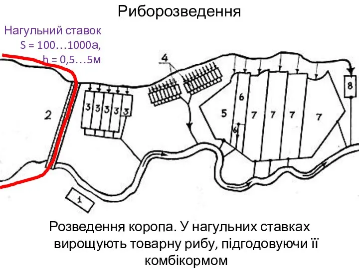 Риборозведення Розведення коропа. У нагульних ставках вирощують товарну рибу, підгодовуючи її