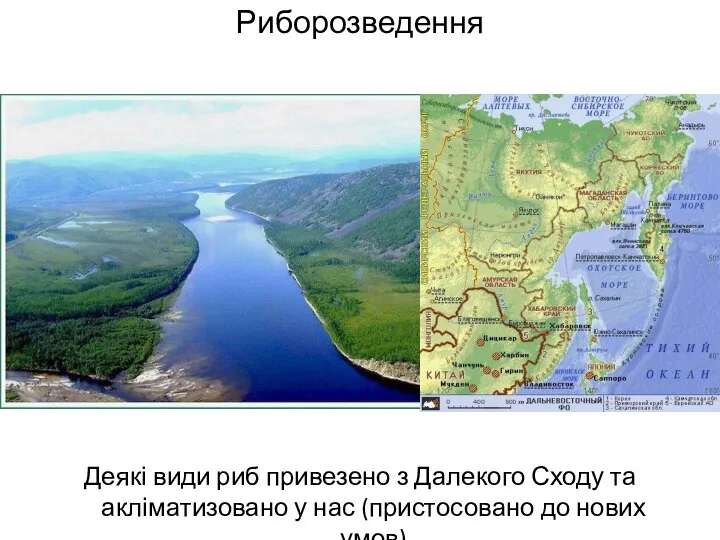 Риборозведення Деякі види риб привезено з Далекого Сходу та акліматизовано у нас (пристосовано до нових умов)