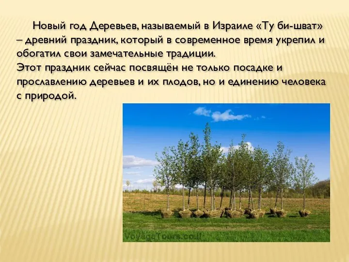 Новый год Деревьев, называемый в Израиле «Ту би-шват» – древний праздник,