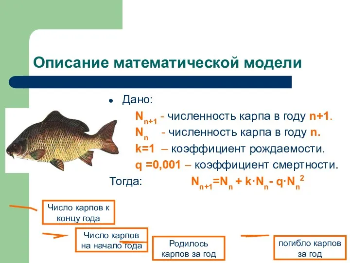 Описание математической модели Дано: Nn+1 - численность карпа в году n+1.