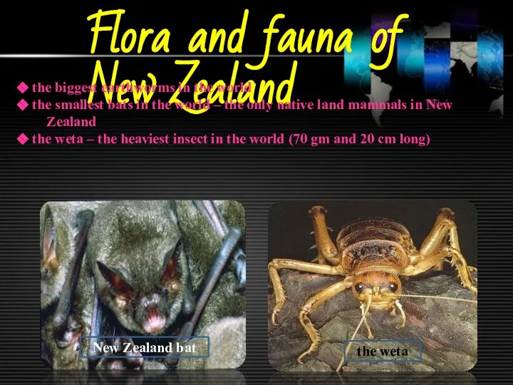 Flora and fauna of New Zealand the biggest earthworms in the