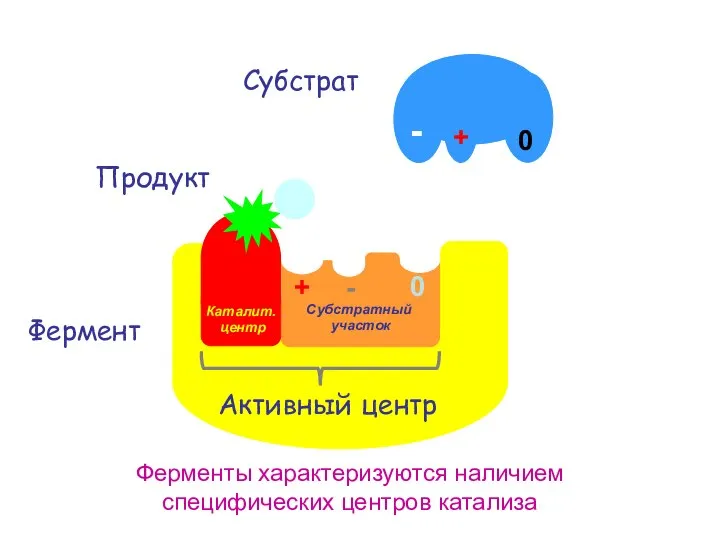 Фермент Субстрат Ферменты характеризуются наличием специфических центров катализа Продукт