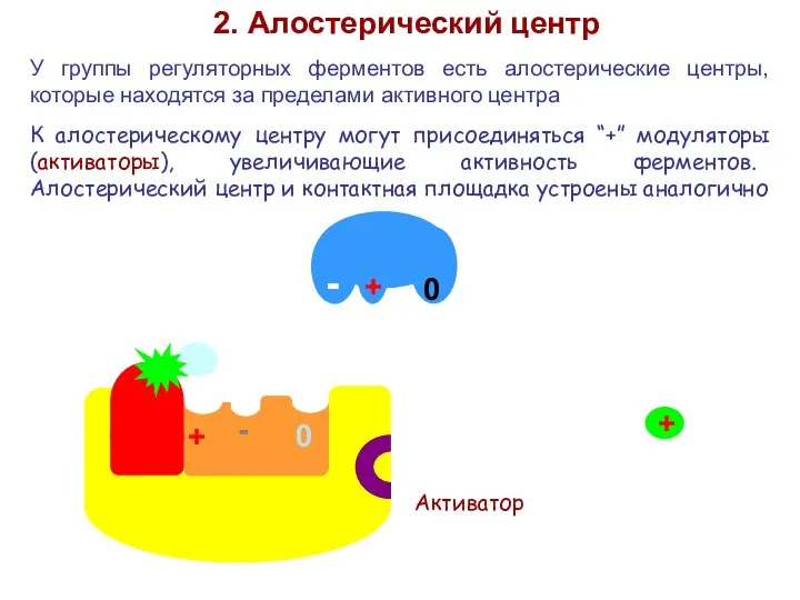 2. Алостерический центр У группы регуляторных ферментов есть алостерические центры, которые