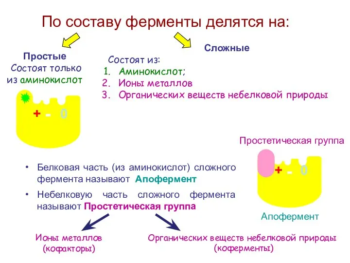 По составу ферменты делятся на: Простые Состоят только из аминокислот -